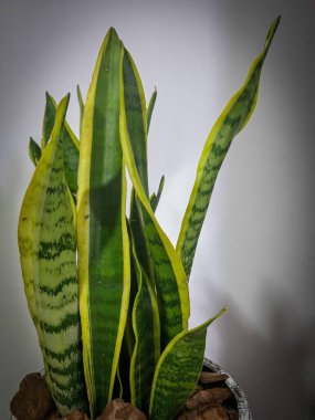 Canlı bir yılan bitkisine (Sansevieria trifasciata) yakın plan sarı kenarlı uzun, dik yapraklar ve yumuşak beyaz bir arka plana karşı karmaşık yeşil desenler ile süslenmiş.
