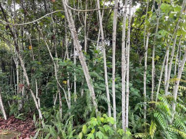 Yeşil ağaçlı güzel tropikal orman