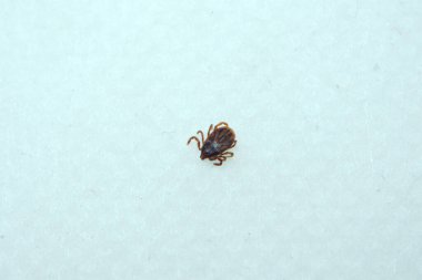 Kene ısırığı, beyin iltihabı ya da Lyme virüsü bulaşmış kene böceği tehlikesi (Köpek kenesi). Beyaz bir yüzeydeki kenenin makro görüntüsü. Beyazda izole edilmiş.