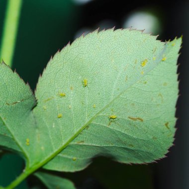 Gül çiçeğinin yeşil yapraklı makro yaprak bitleri. Ekin hasadı, böcek ilacı tedavisi.