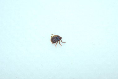 Kene ısırığı, beyin iltihabı ya da Lyme virüsü bulaşmış kene böceği tehlikesi (Köpek kenesi). Beyaz bir yüzeydeki kenenin makro görüntüsü. Beyazda izole edilmiş.