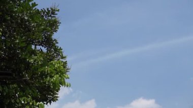 Rambutan ağacının mavi gökyüzünde yapraklarının tam zamanlı video görüntüleri, hafif bir esinti.