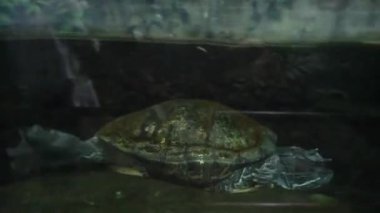 Kırmızı kulaklı sürgülü kaplumbağa (Trachemys scripta elegans) ve yosunlu karapace akvaryumda yüzer.. 