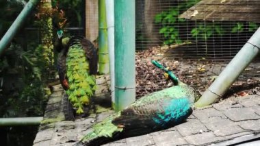 yeşil tavus kuşu (Pavo muticus) çatıda kendini temizliyor.