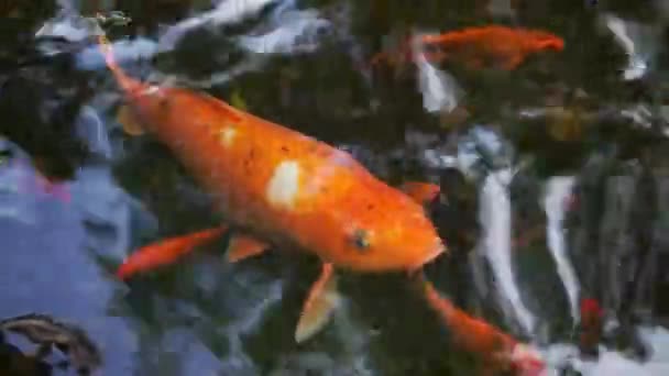 Close Van Een Grote Oranje Koi Vis Cyprinus Rubrofuscus Zwemmend — Stockvideo