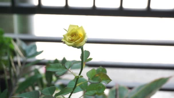 Rosas Amarelas Sobre Fundo Brilhante Embaçado — Vídeo de Stock
