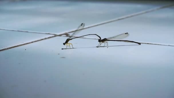 Par Damselflies Cola Verde Apareamiento Suelo Insectos Del Suborden Zygoptera — Vídeos de Stock