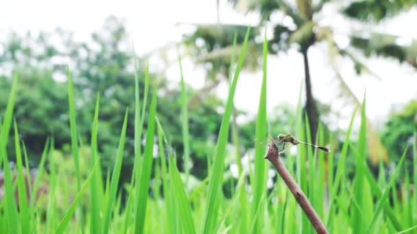 Pirinç Tarlalarında Toplanan Yeşil Pirinç Yaprakları Pirinç Tarlalarının Kenarından Alınmıştır — Stok video