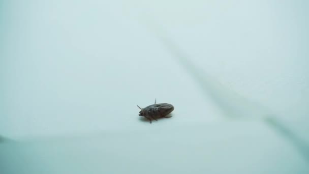 Tick Ixodic Dermacentor Lying Its Back Trying Stand Back Its — Stock Video