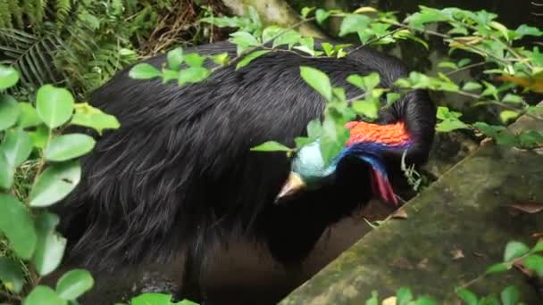 Cassowary Largest Bird Native Papua New Guinea Indonesia Cleaning Plumage — Stock Video