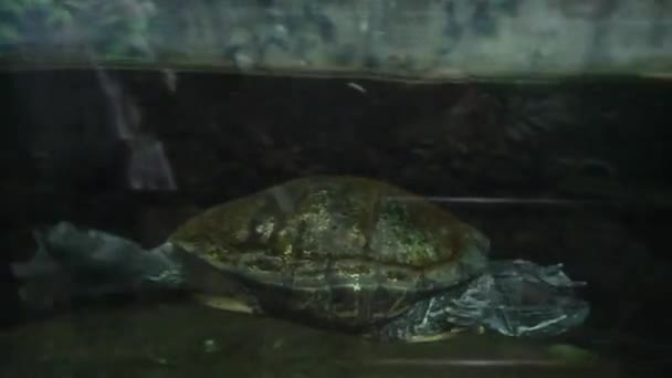 红耳龟 Trachemys Scripta Elegans 带着苔藓状的鲤鱼在水族馆游泳 — 图库视频影像