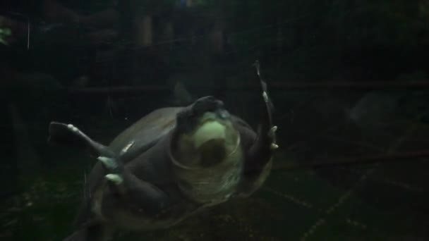 Varkensneusschildpad Carettochelys Insculpta Zwemt Een Aquarium Onder Water — Stockvideo