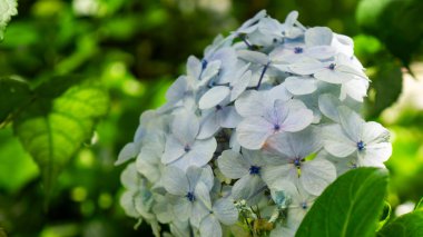 Sersemletici beyaz ortanca kümesinin yakın plan görüntüsü, canlı yeşil yapraklarla çevrili, tam çiçeklenmiş..