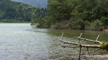 Arka planda düşmüş dalları ve orman tepeleri olan huzurlu göl sahnesi, doğa temaları için mükemmel..