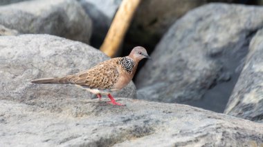 Close-Up of a Speckled Dove Standing on Rock Surface Outdoors clipart