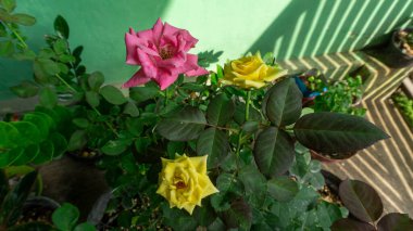 Beautiful Pink and Yellow Roses in a Sunlit Garden Setting clipart