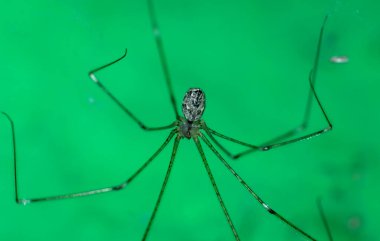 Close-Up of an Intricate Spider in Its Web Against a Green Background clipart