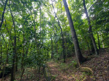 Huzurlu Doğal Ayarlarda Canlı Yeşillikte Manzaralı Orman Yolu