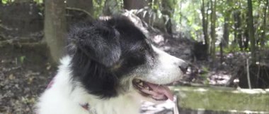 Güneşli bir günde bereketli bir ormanı keşfeden neşeli köpek.