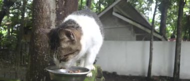 Ağaçlar ve Bahçeyle çevrili Dışarıda Kedi Yeme Kabı