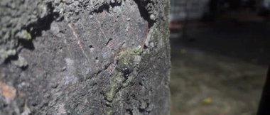 Yavaş çekim, Lichen kaplı bir ağaç kabuğuna atlayan örümceğin yakın çekim görüntüsü
