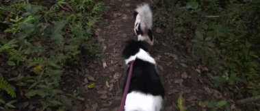 Yavaş çekim videosu, İki Küçük Köpek Açık Ormanı Birlikte Keşfediyor