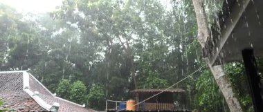 Yavaş çekim videosu, Berrak Yeşil Tropikal Çevrede Serene Yağmur Sahnesi