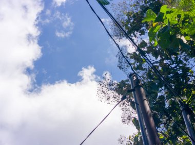 Ağaçlı Açık Hava Sahnesi, Mavi Gökyüzü ve Doğal Işık Altında Kablolar