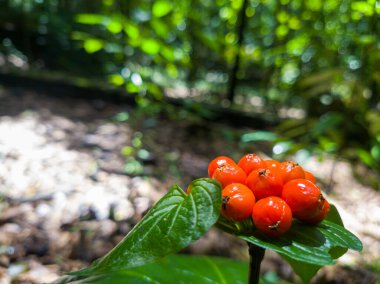 Parlak Kırmızı Böğürtlenler Ormandaki Yeşil Yaprakların Üzerinde Dinleniyor