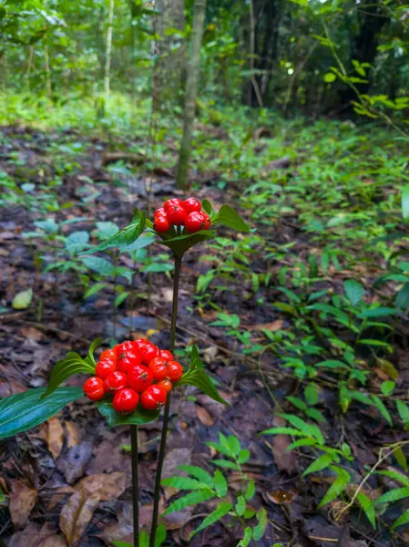 Doğal Yaşam Alanında Yosun Tuğlası Yüzeyinde Bir Örümceğin Yakın Çekimi