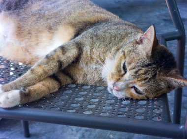Huzurlu bir açık hava ortamında Metal bir sandalyede uzanan rahat kedi.