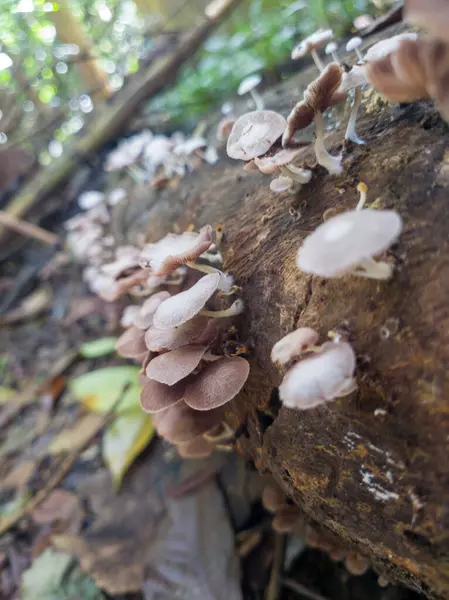 Ormanda düşen bir ağaçta büyüyen mantar kümesi.