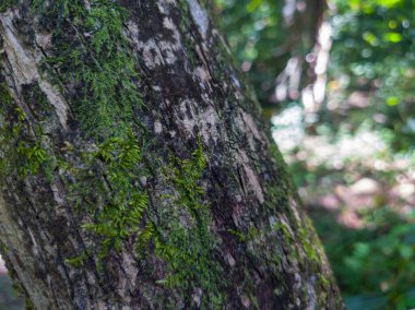Ormandaki Yosun ile Ağaç Kabuğunun Yakın Çekimi