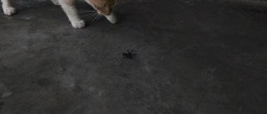 Ağır çekim video, Karanlık Çimento Zemininde Örümcek Gözlemleyen Meraklı Kedi