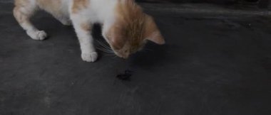 Ağır çekim video, Karanlık Yüzeyde Bir Böceği Gözlemleyen Meraklı Kedi