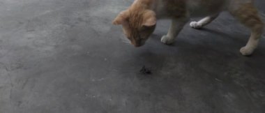 Yavaş çekim videosu, Meraklı Kızıl Kedi Beton Döşemede Çekirgeyi İnceleme