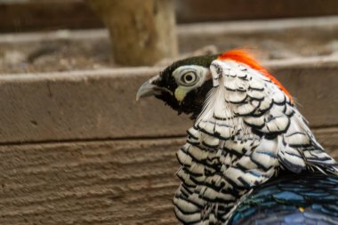 Canlı Renkli Plumage ile Güzel Süslü Kuşun Yakın Çekimi