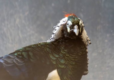 Eşsiz ve Renkli Egzotik Kuşun Güzel Yakın Çekimi