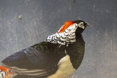 Renkli Sülün Canlı Turuncu ve Yeşil Tüylü Yan Görünüm