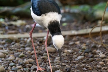 Doğal bir Rocky Habitatında Yiyecek Arayan Şık Kısa Kuş