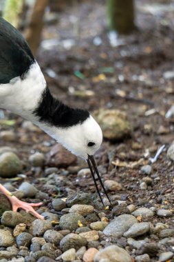 Doğal Yaşam Alanında Taşlar Arasında Yiyecek Arayan Zarif Kuş