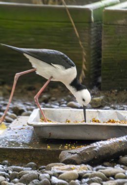Siyah-Beyaz Shorebird Huzurlu Bir Yaşam Alanında Beslenme Tepsisi Tarafından Yiyor