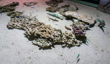 Colorful Fish Swimming Around Coral in a Sandy Marine Habitat clipart