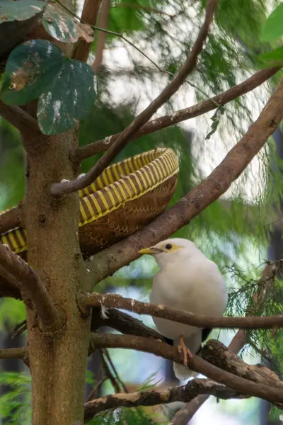 Doğada Örülmüş Sepetin Yakınındaki Ağaç Dalları Arasında Beyaz Kuş