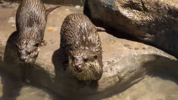 İki Islak Su Samuru Doğal Yaşam Alanında Kayalara Yakın Duruyor