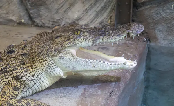 Su Kaynağının Yakınındaki Açık Ağzı Olan Bir Timsahın Yakın Çekimi