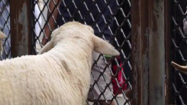 Arka planda İnsanlarla Çatışmaya Yakın Duran Bir Koyun Grubu