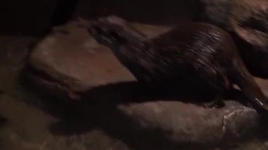 Bir Su Kaynağının Yakınındaki Kapalı Bir Yaşam Alanında İki Su Samuru