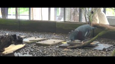 Bir güvercin kuşu, bitki örtüsü, kaya ve beslenme tepsileriyle çevrili, sessiz bir hayvanat bahçesi ortamında yemeğinin tadını çıkarır..