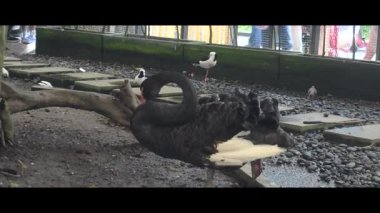 Kuşhanede tımarlanan siyah bir kuğunun sakin bir sahnesi, taş yollarla çevrili, tahta bir dal, kontrollü bir ortamda kuş türleri arasındaki etkileşimi vurguluyor..